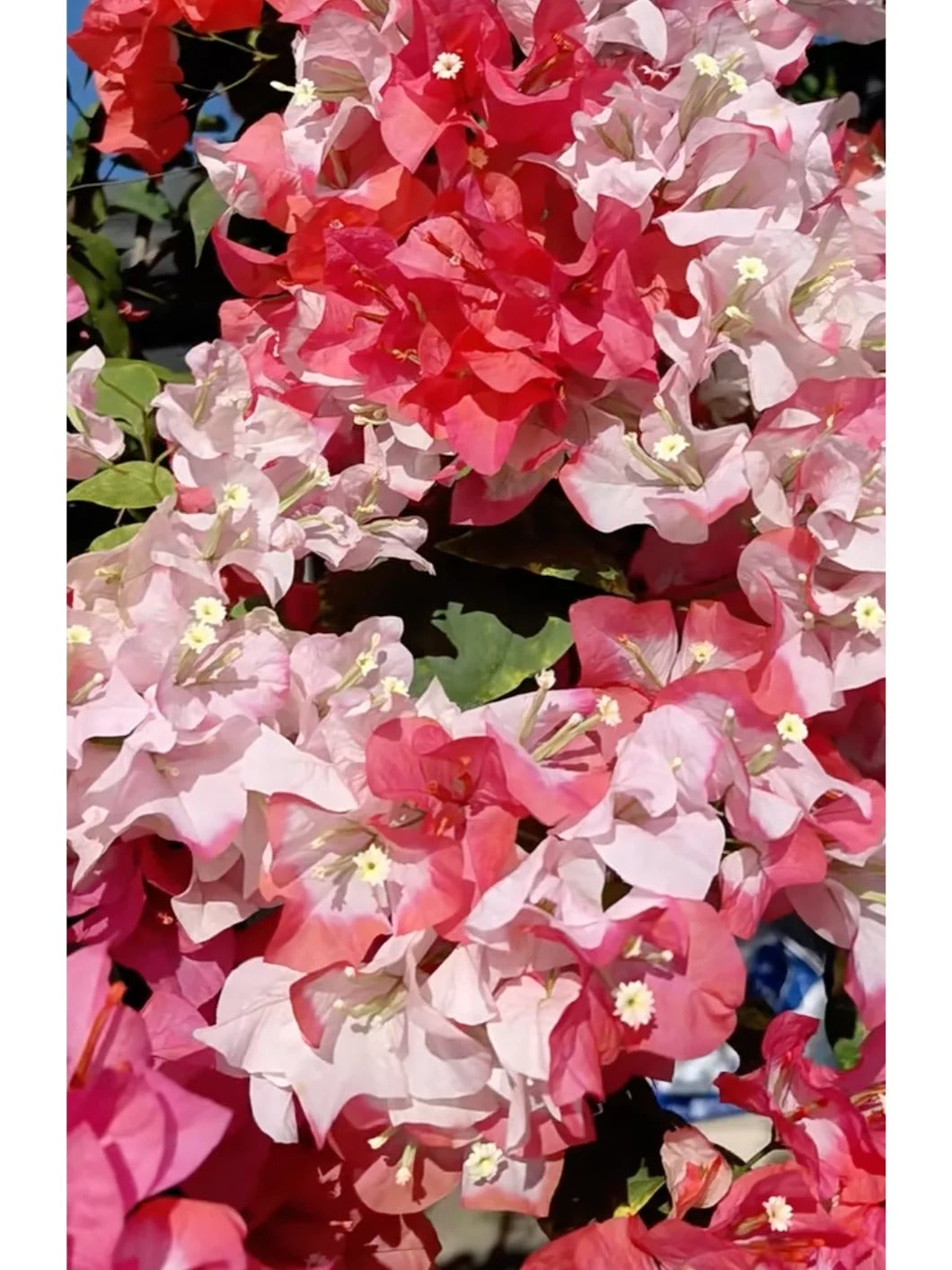 Bougainvillea 'Maharani'