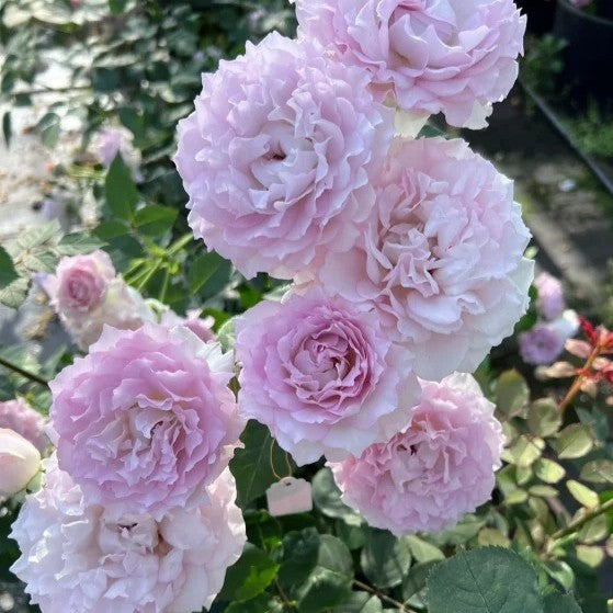 'Lu Ning Xiang' Shrub Rose