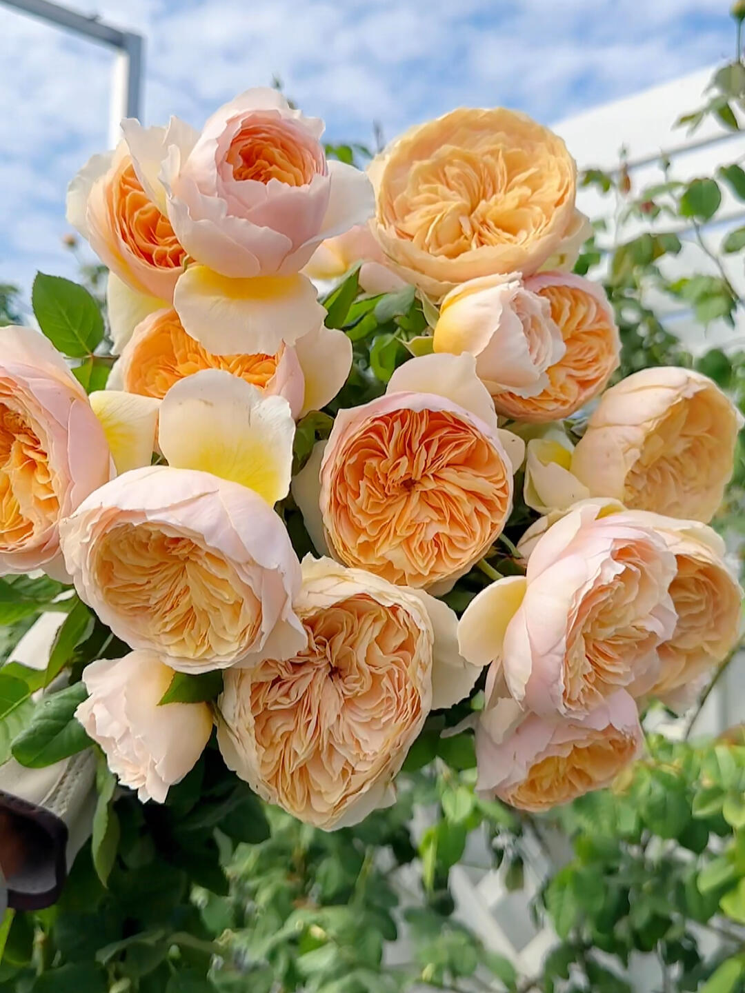 'Hanxian' Climbing Rose