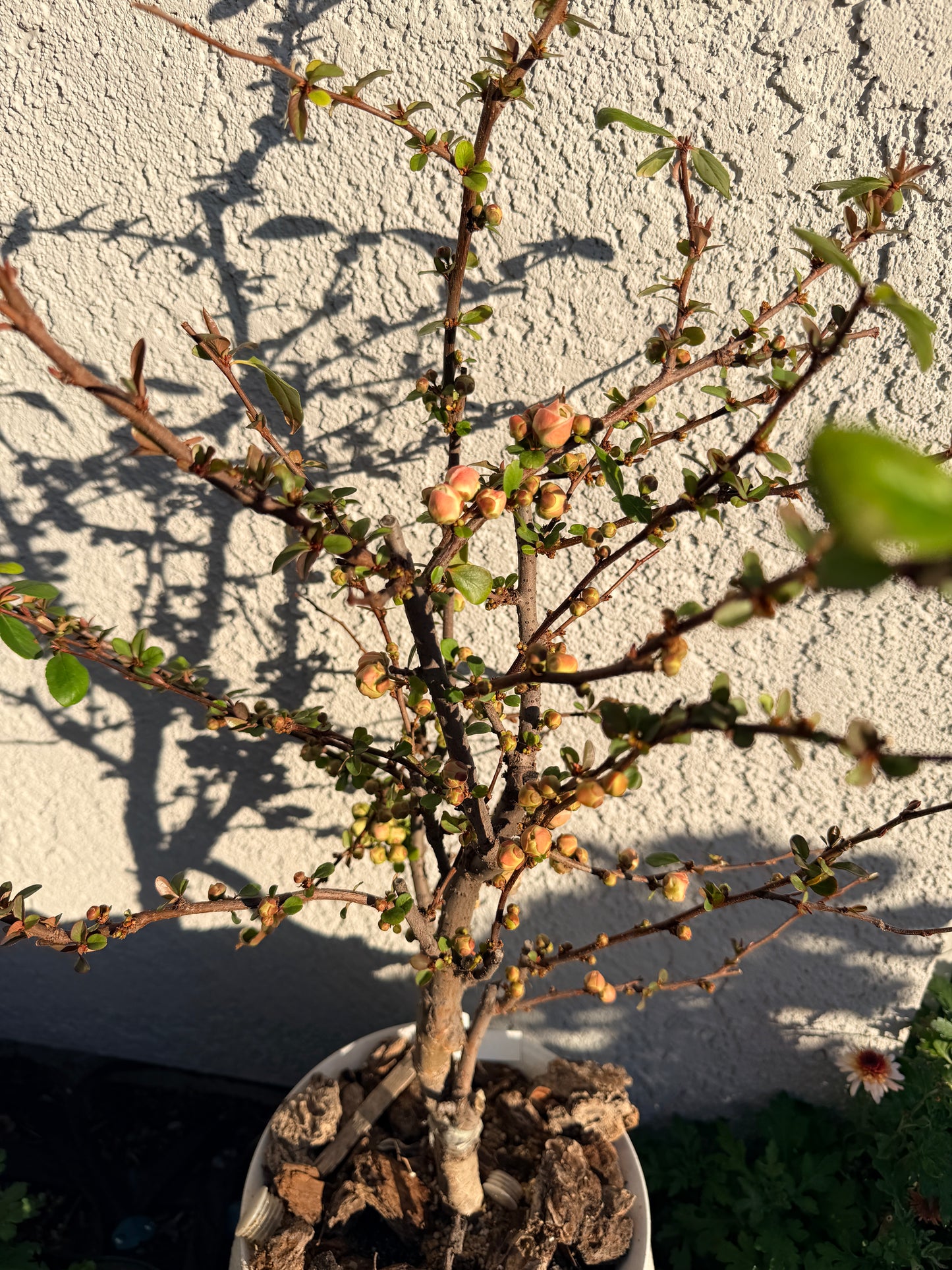 'Caiyu Rose Promise' Japanese Flowering Quince