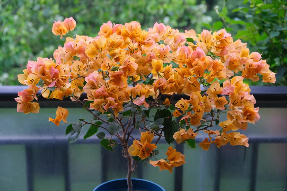 Bougainvillea 'Golden Glow'