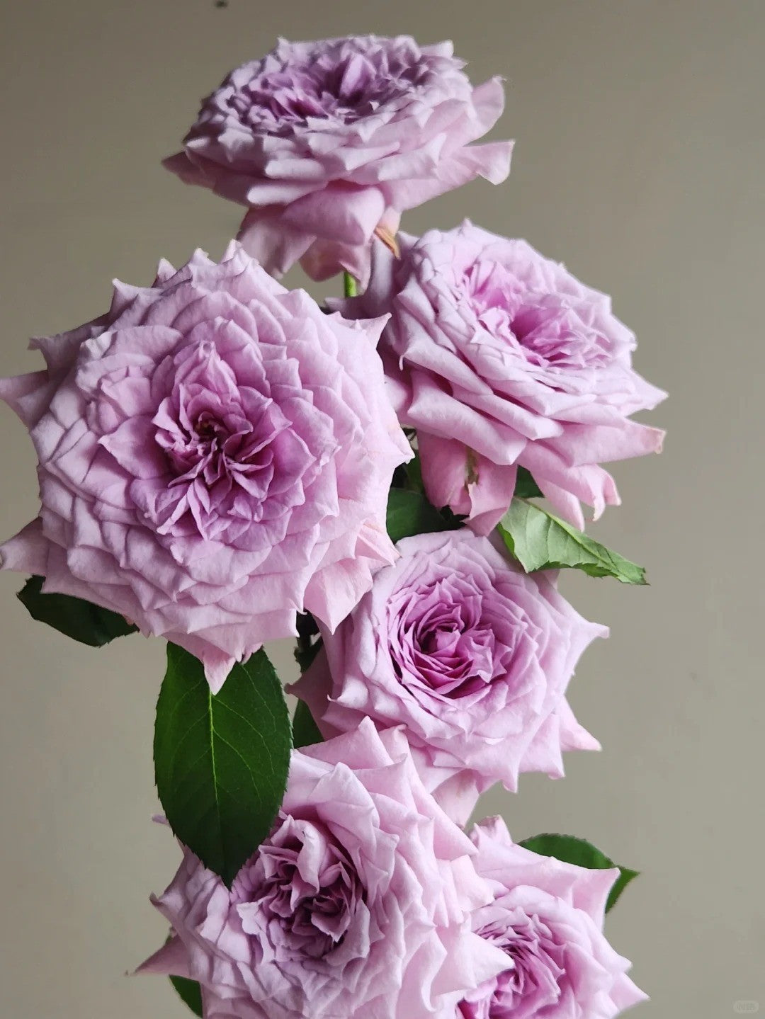 'Colin Craven' Shrub Rose