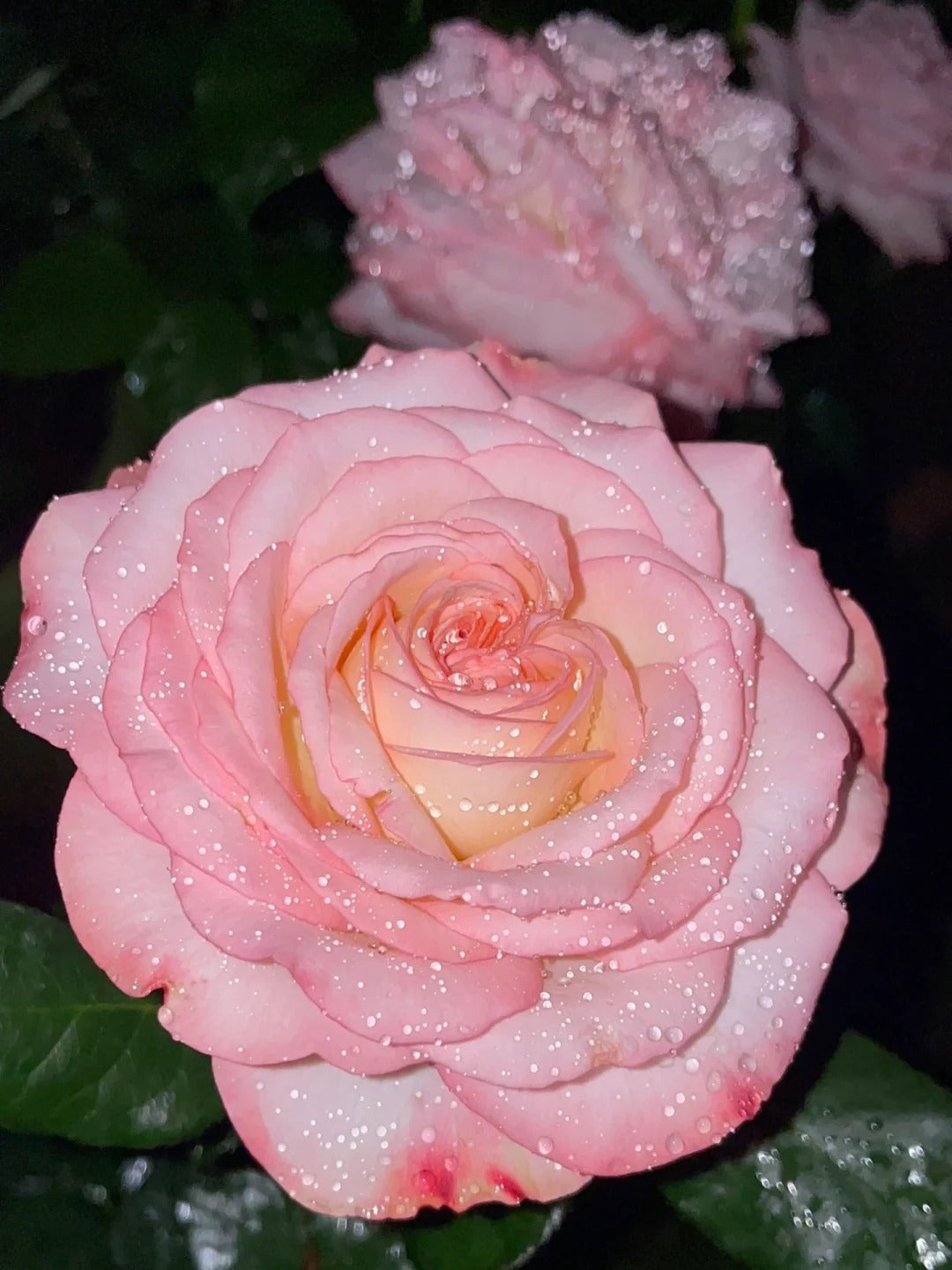 'Joyce' Shrub Rose