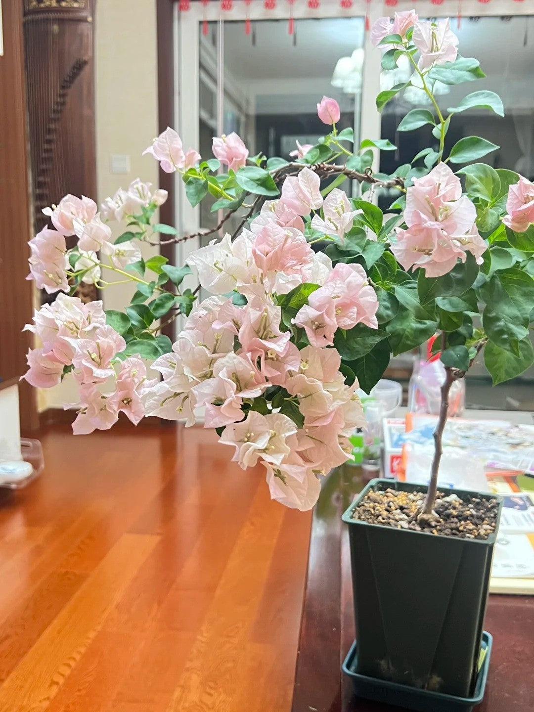Bougainvillea 'Ladybird Batik'