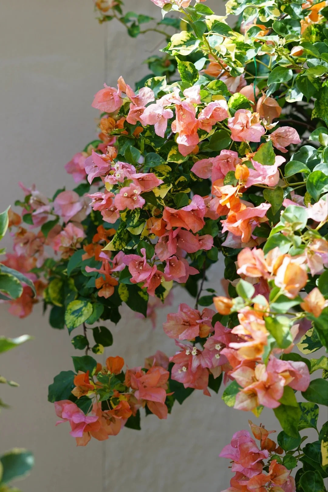 Bougainvillea 'Orange September'