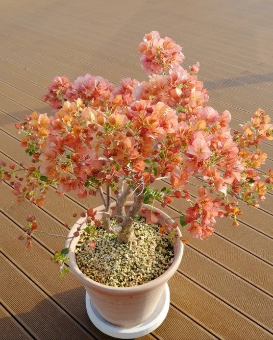 Bougainvillea 'Sunset'
