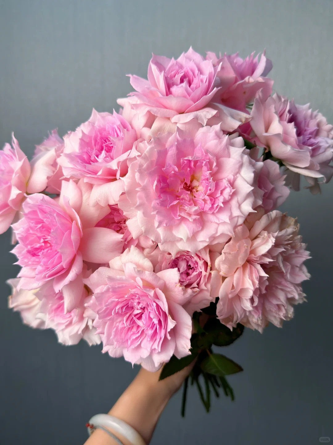 'Ajourée' Shrub Rose