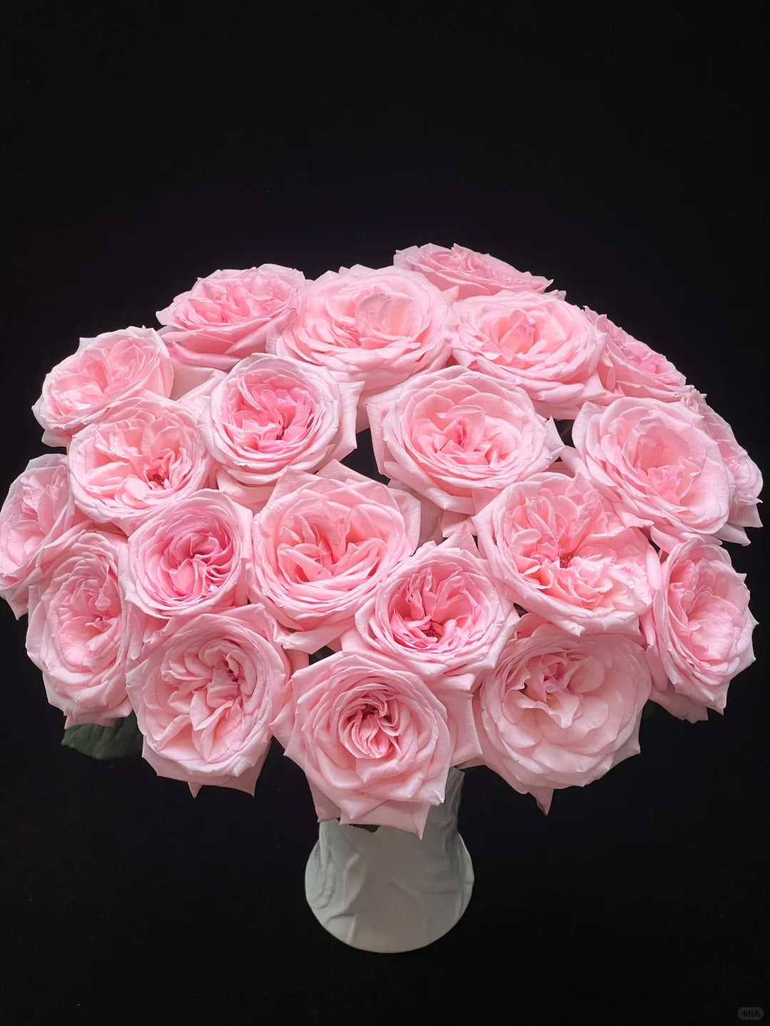 'Pink O'Hara' Shrub Rose