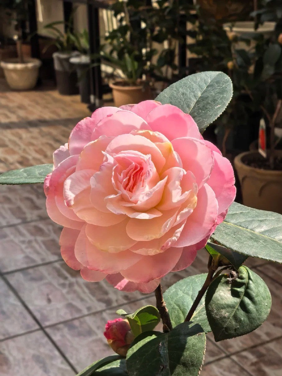 'Yaohuang Weizi' Camellia
