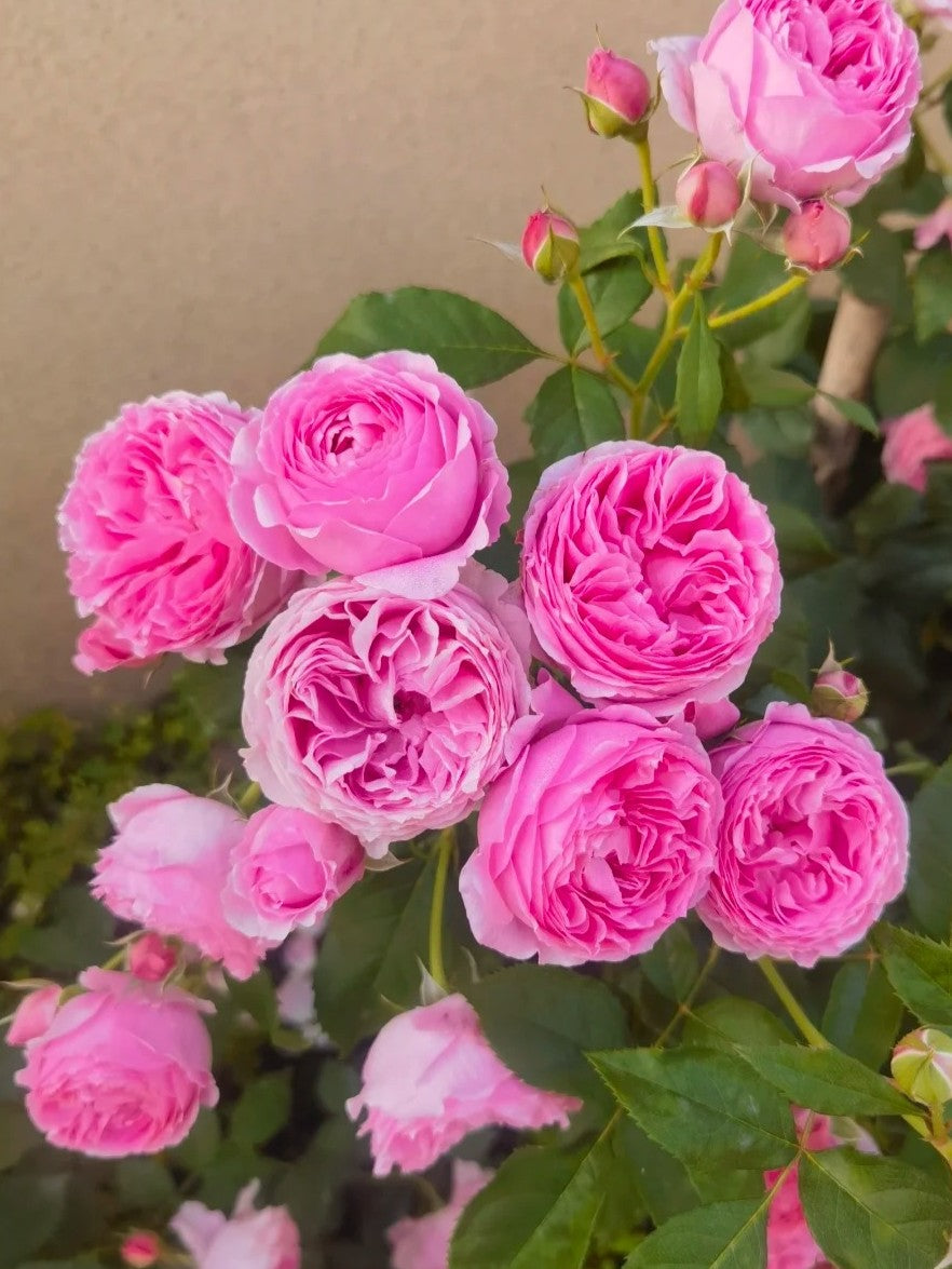 'Wanshan' Shrub Rose