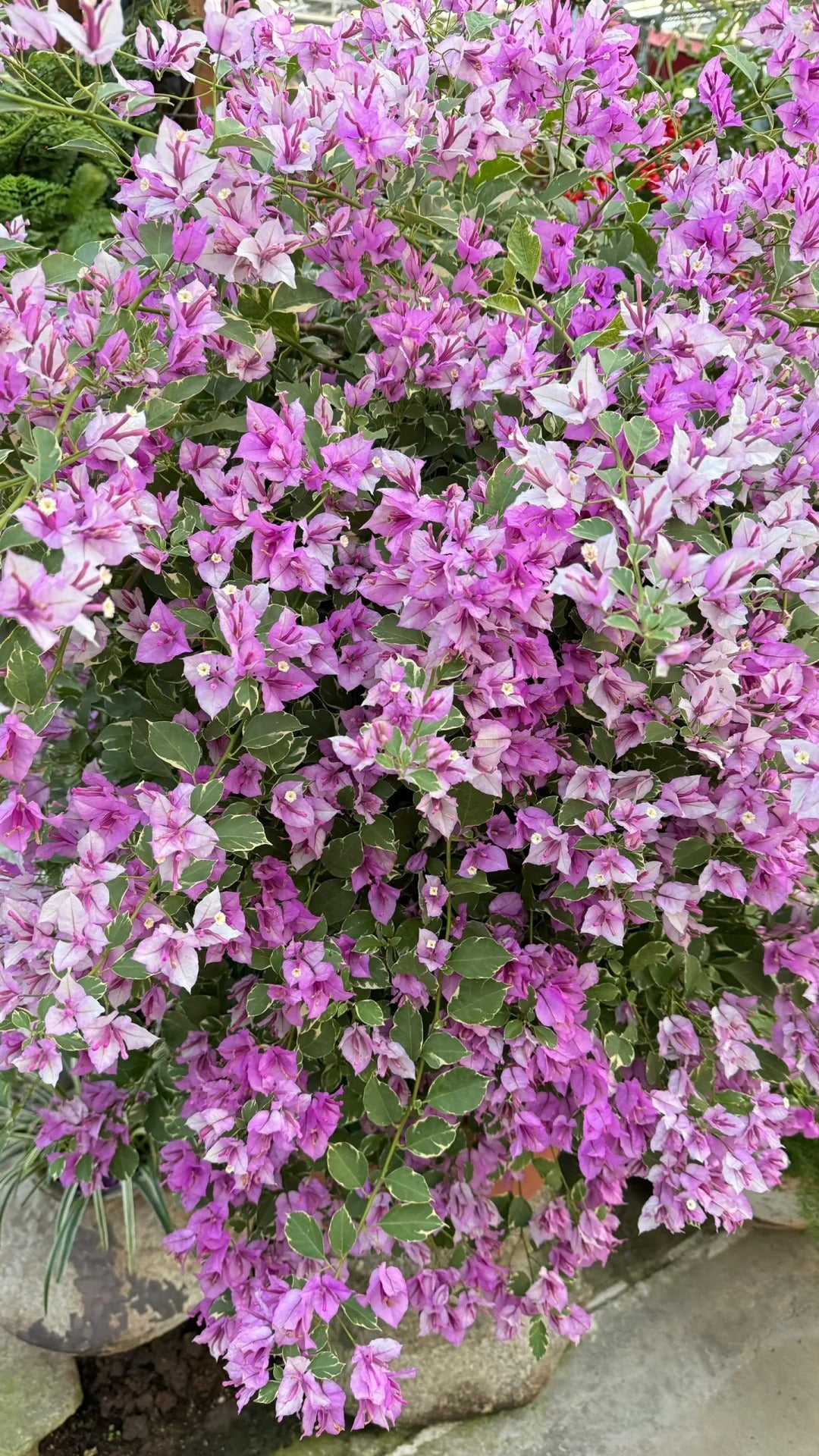 Bougainvillea 'Marlu Variegated'