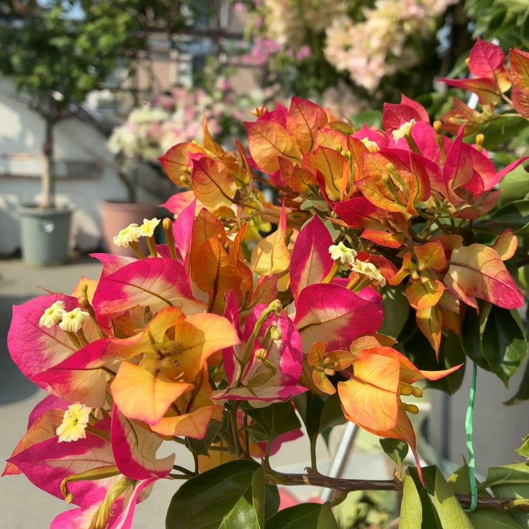 Bougainvillea 'Sophia'