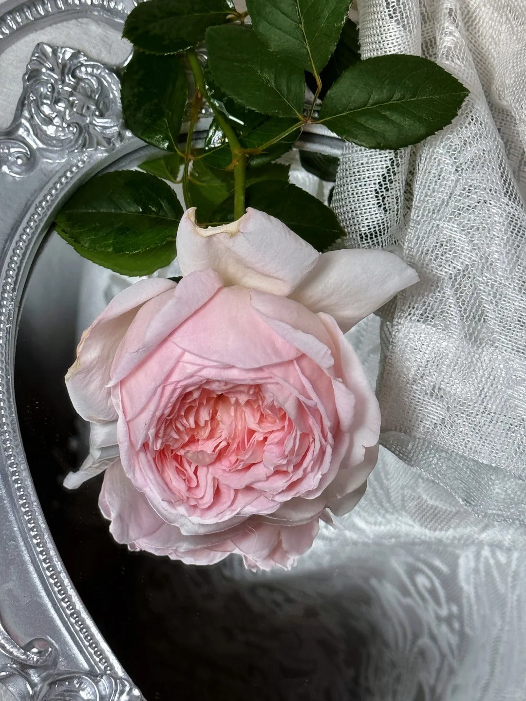'Fendai' Shrub Rose