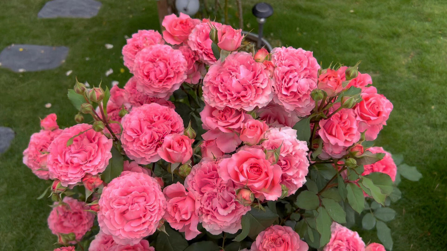 'Corail Gelee' Shrub Rose