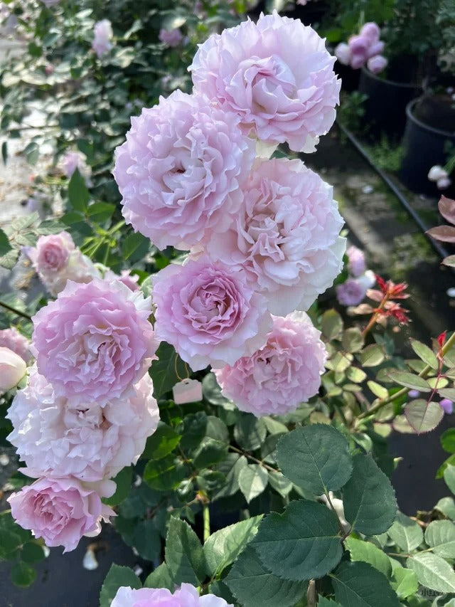 'Lu Ning Xiang' Shrub Rose