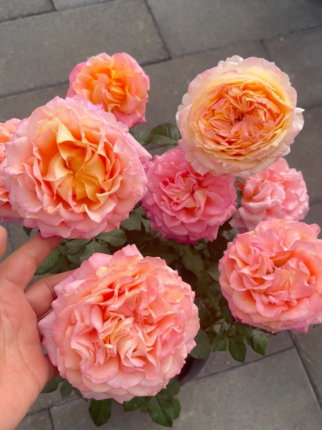 'Fire X-pression' Shrub Rose