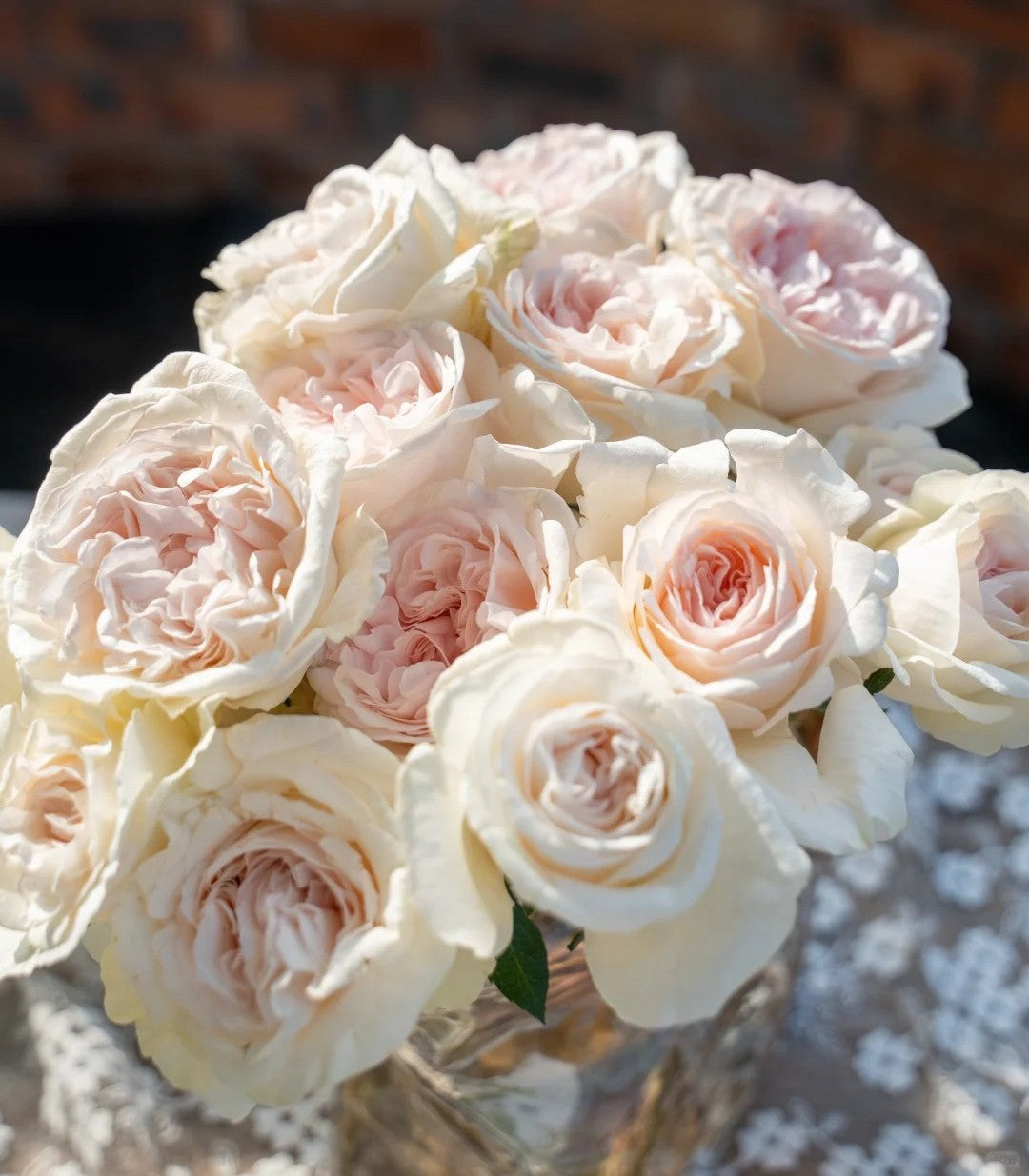 'Xiangsaixue' Shrub Rose