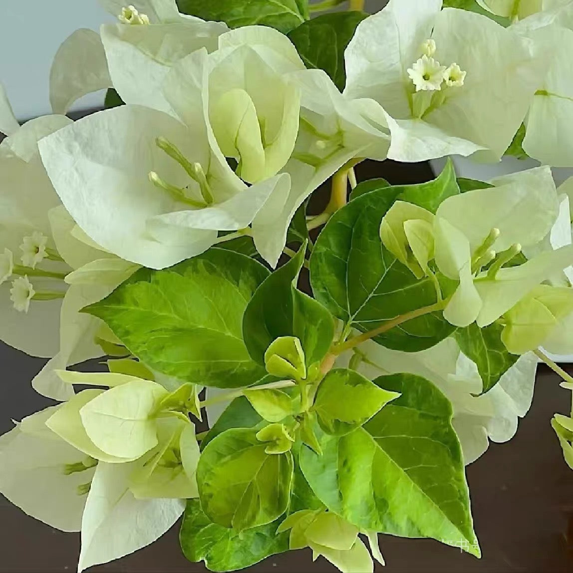 Bougainvillea 'Green Apple'