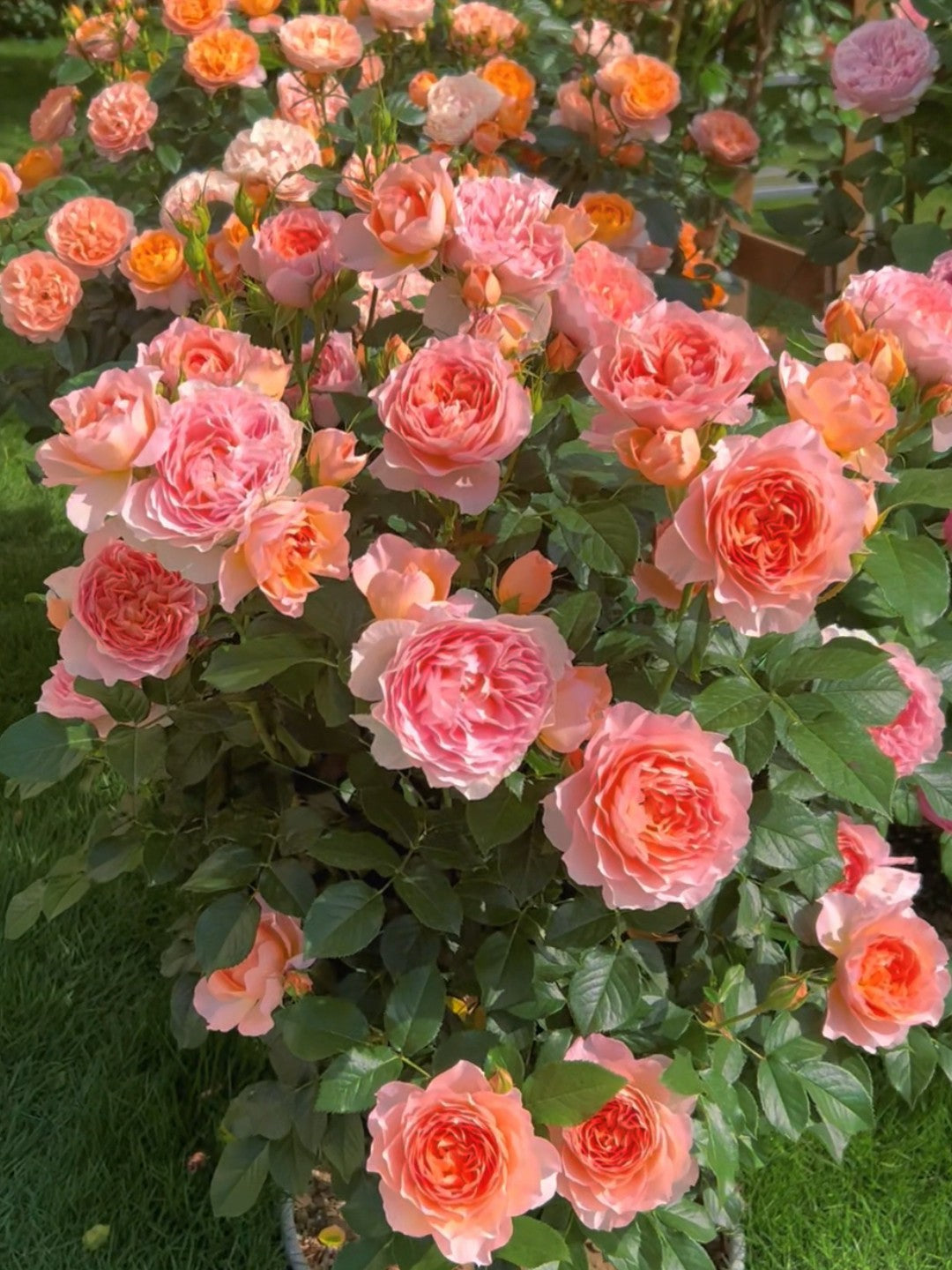 'Xingrang' Shrub Rose