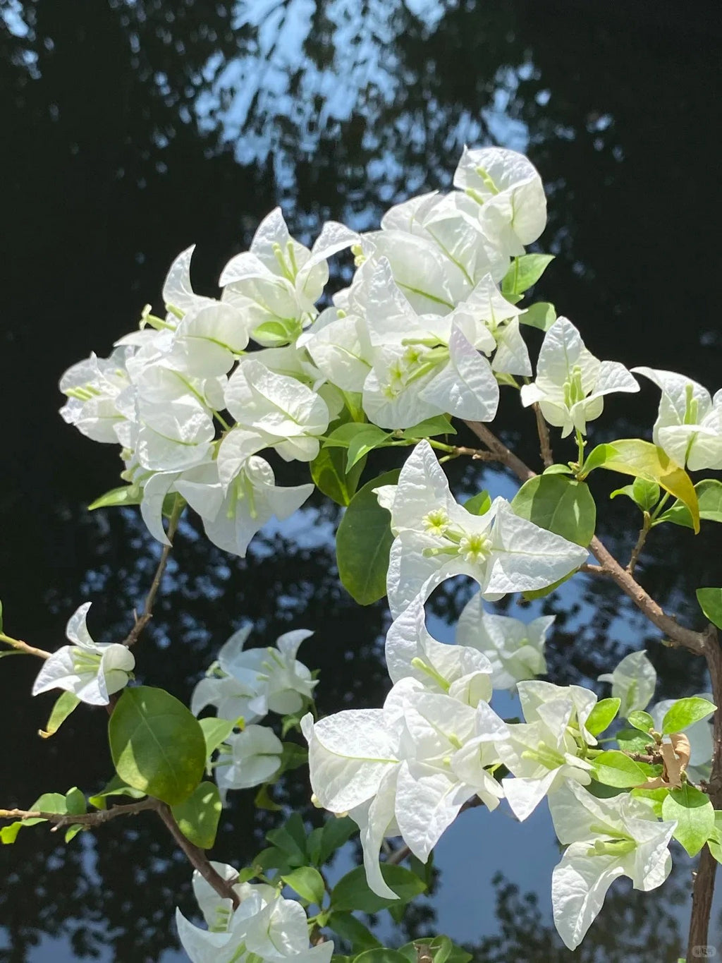 Bougainvillea 'Eva White'