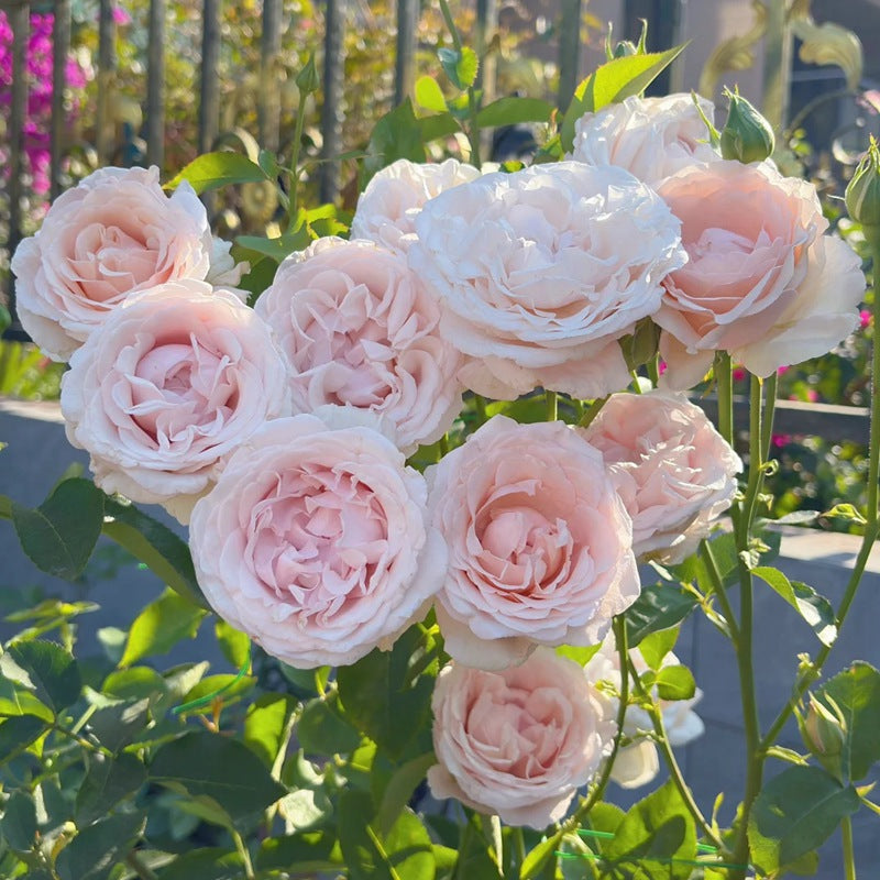 'Huanpei' Shrub Rose