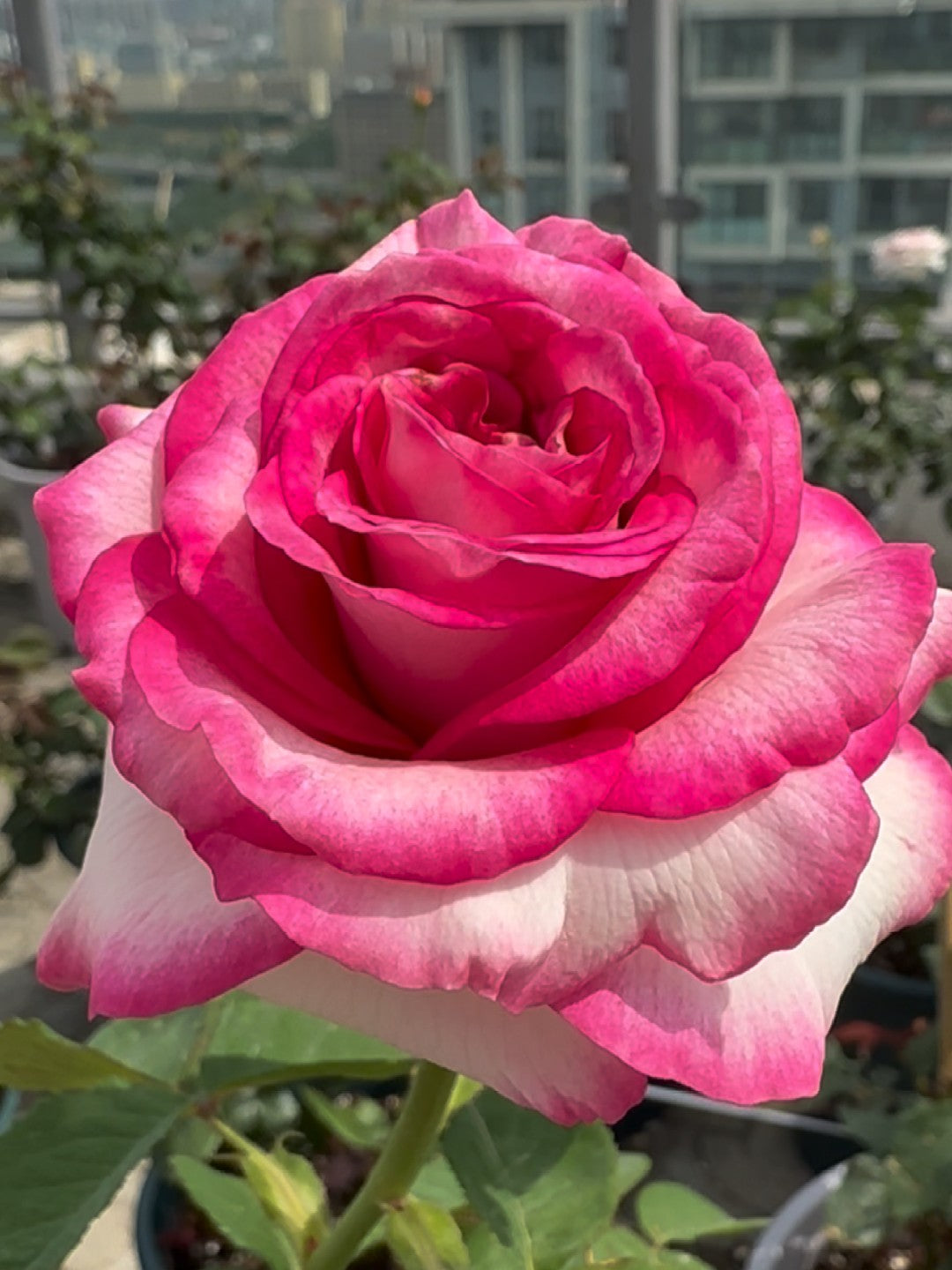 'Bella Vita' Shrub Rose