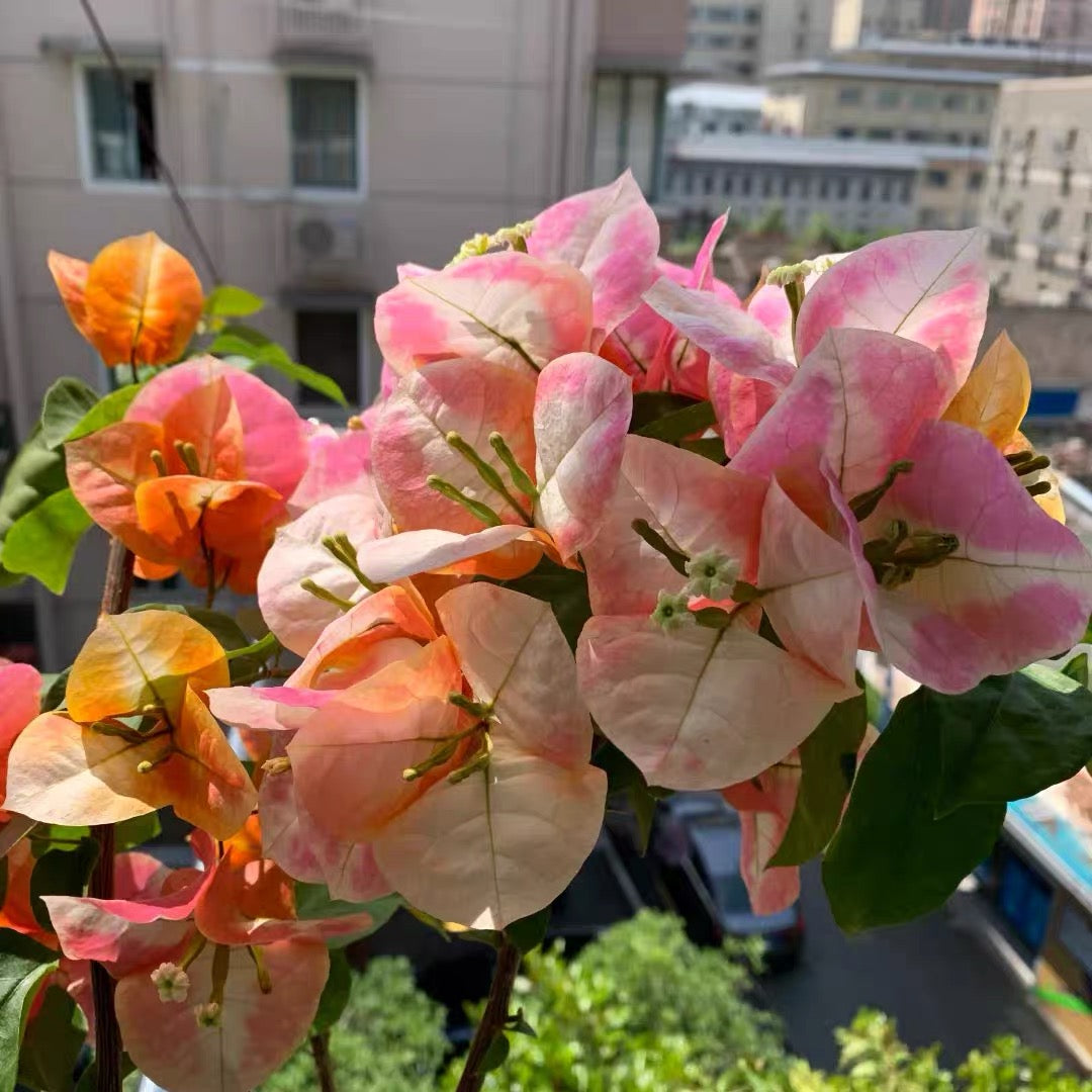 Bougainvillea 'Vodka Ocean'