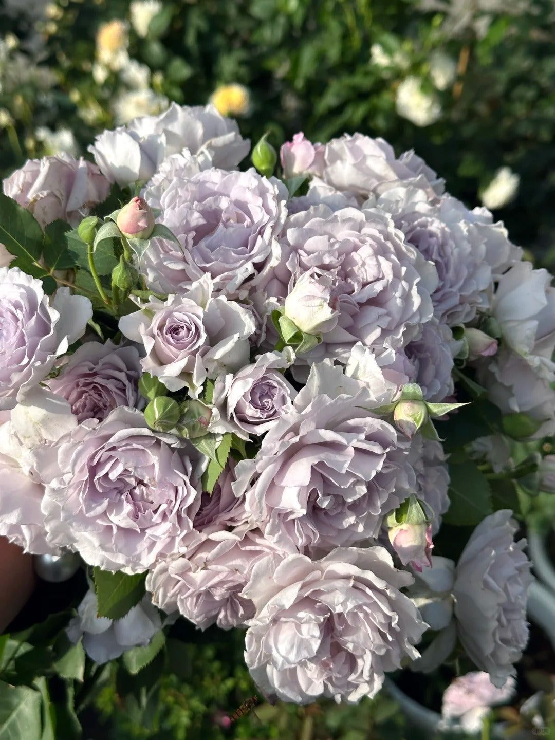 'Jise' Shrub Rose