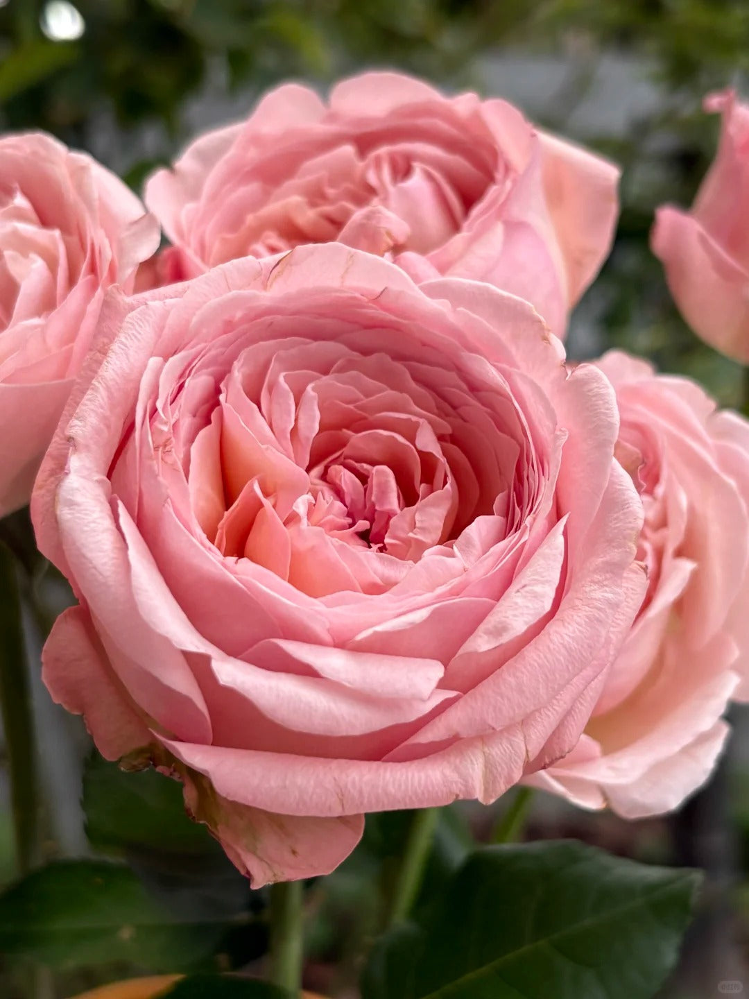 Martha Stewart™ Shrub Rose Brush Live Plant, 5 gallon