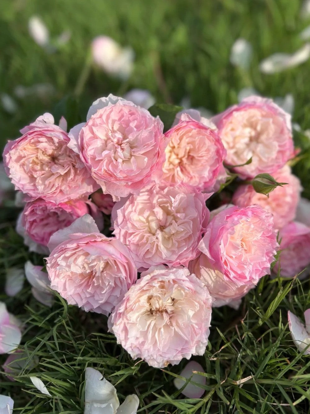 'Le Rire' Shrub Rose