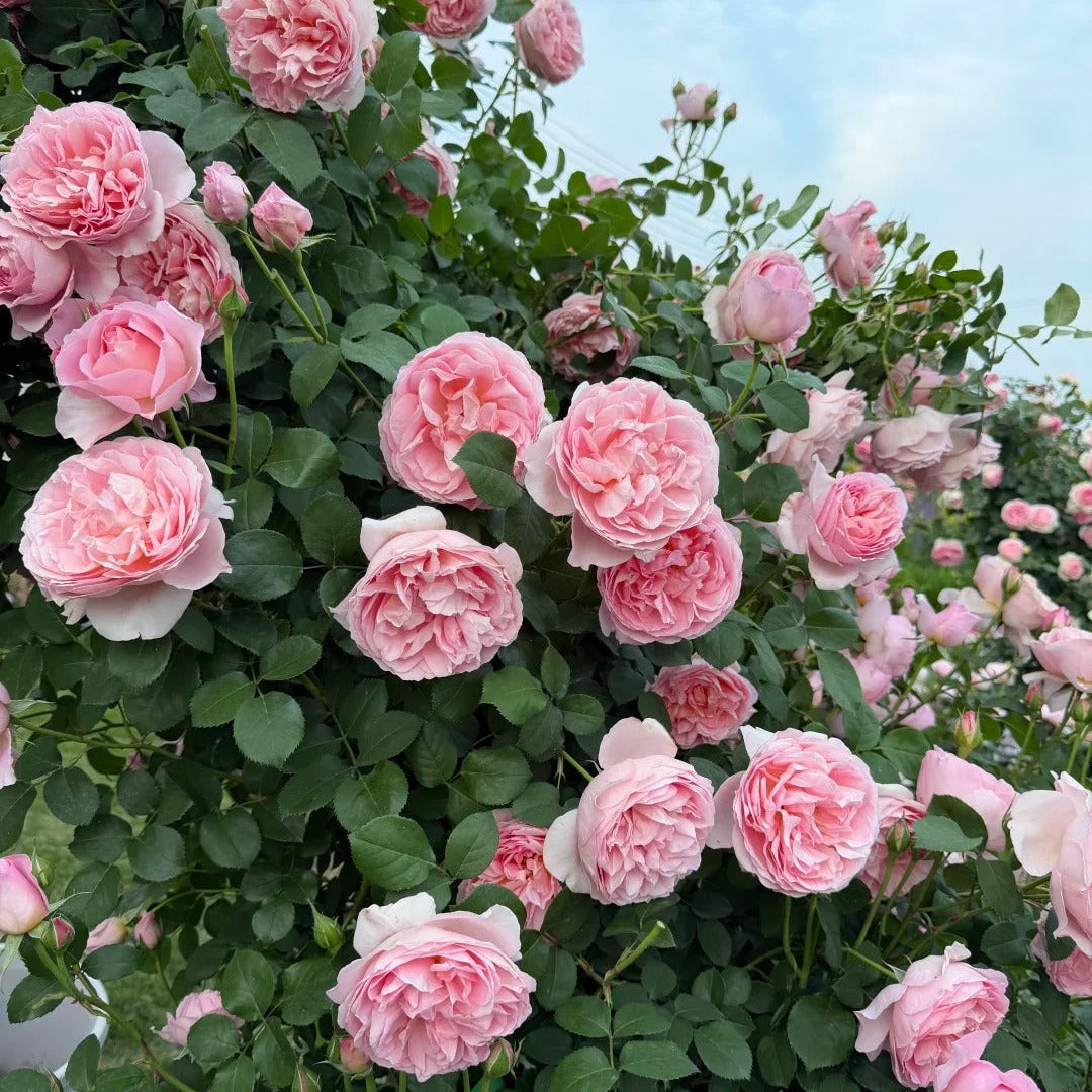 'Dames de Chenonceau' Climbing Rose