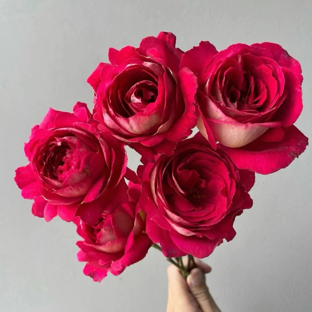 'Dominique Massad' Shrub Rose