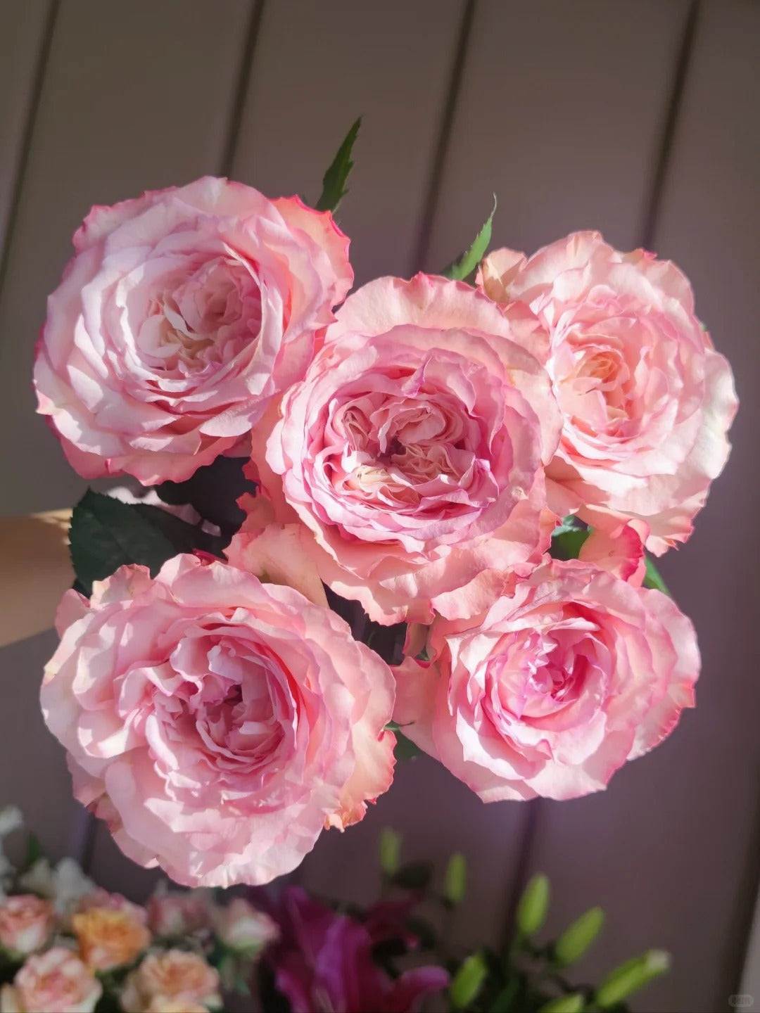 'Butterfly Valley' Shrub Rose