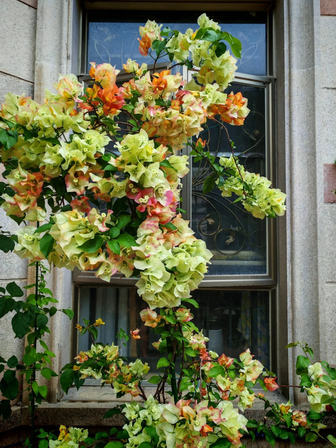 Bougainvillea 'Chitra Golden'