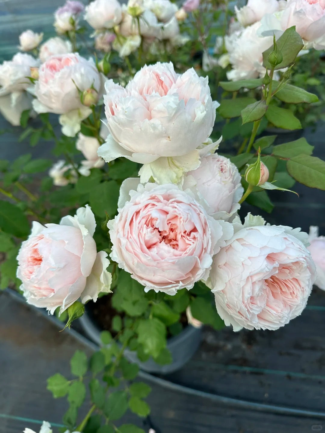'Yanzi' Shrub Rose