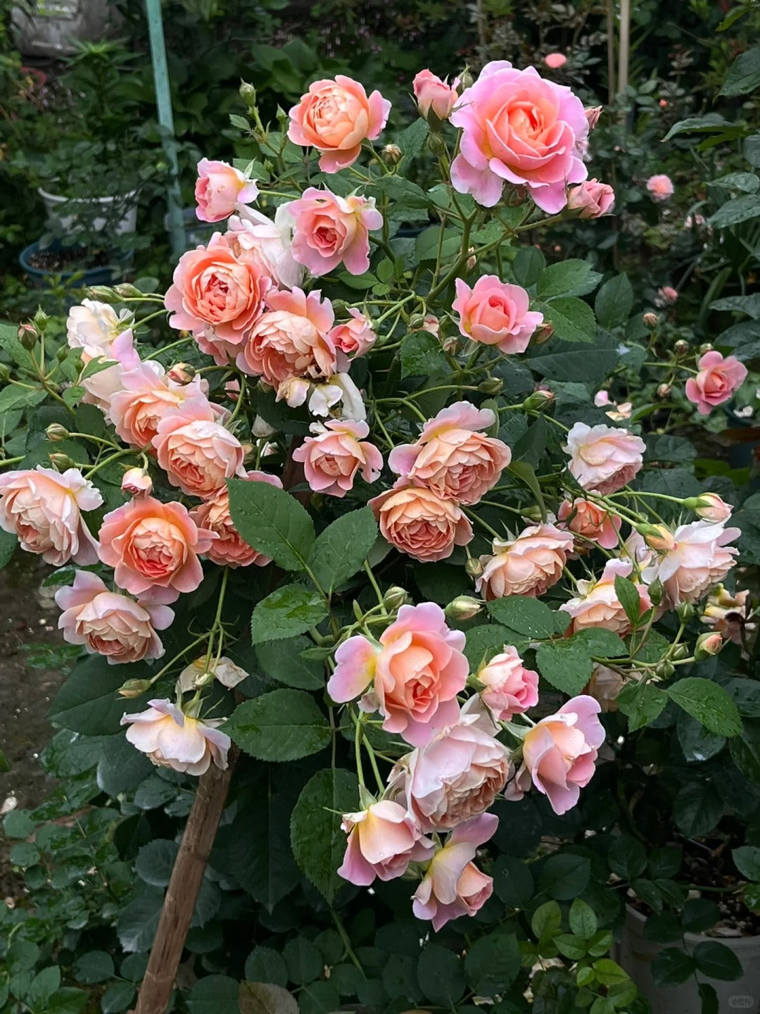'Zhiqiu' Shrub Rose