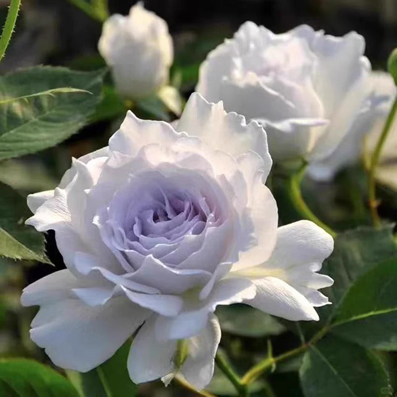 'Gabriel' Shrub Rose