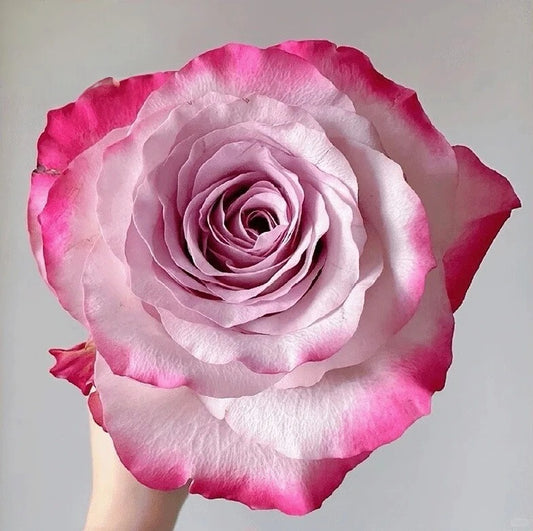 'Glamorous' Shrub Rose
