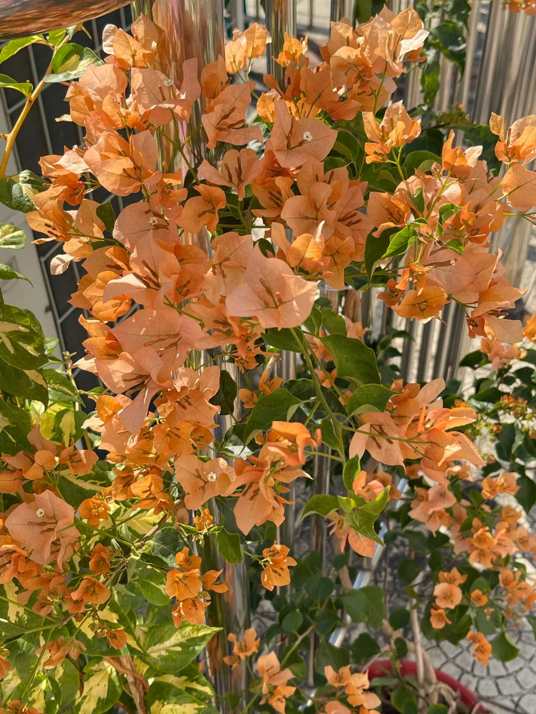 Bougainvillea 'Mona Lisa Tea'