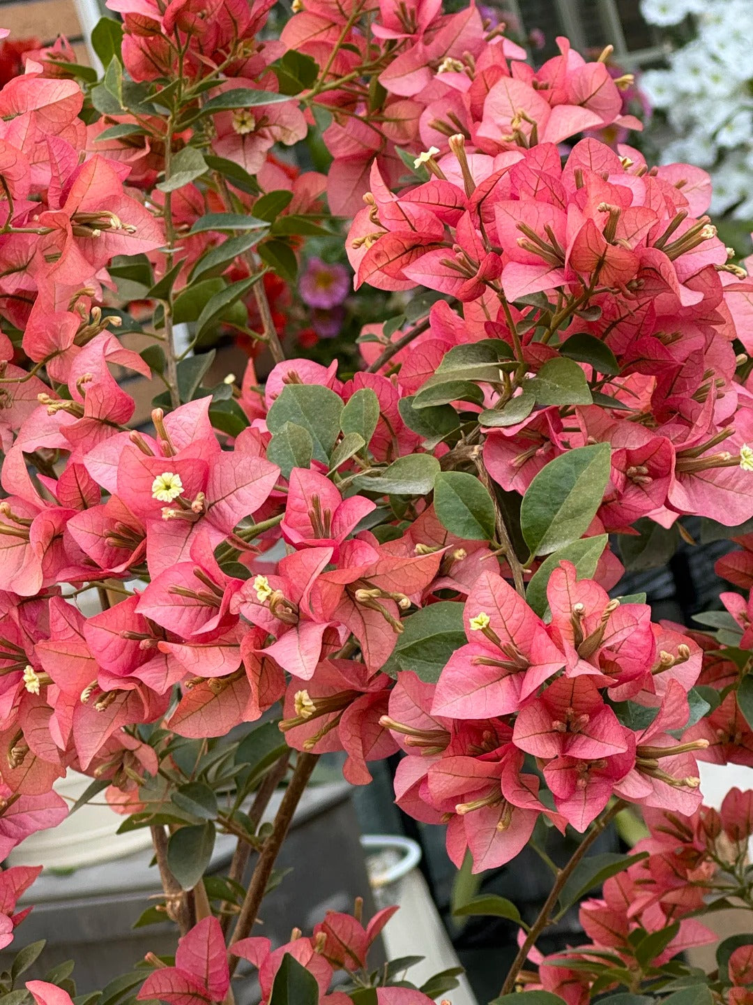 Bougainvillea 'Kayata'