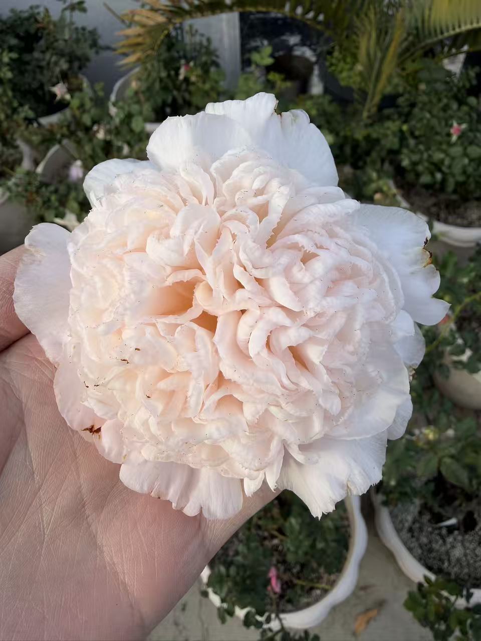 'Mrs D. W. Davis Descanso' Camellia