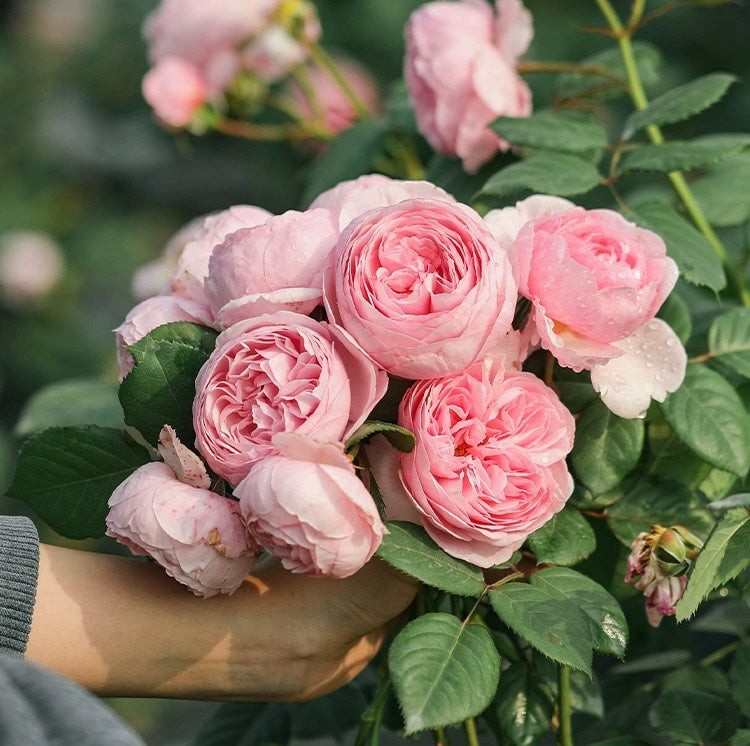 Ausham - English Shrub Rose Brush Live Plant, 3-5 gallon