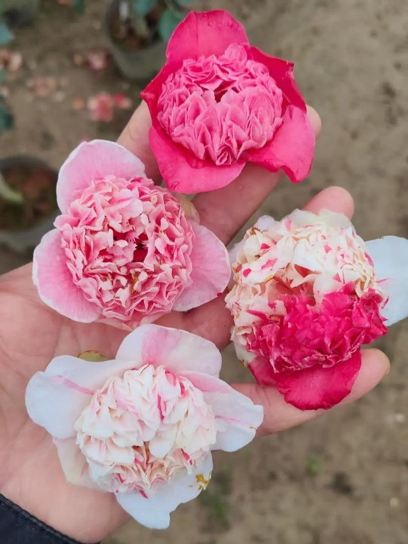 'Sajin Baozhu' Camellia