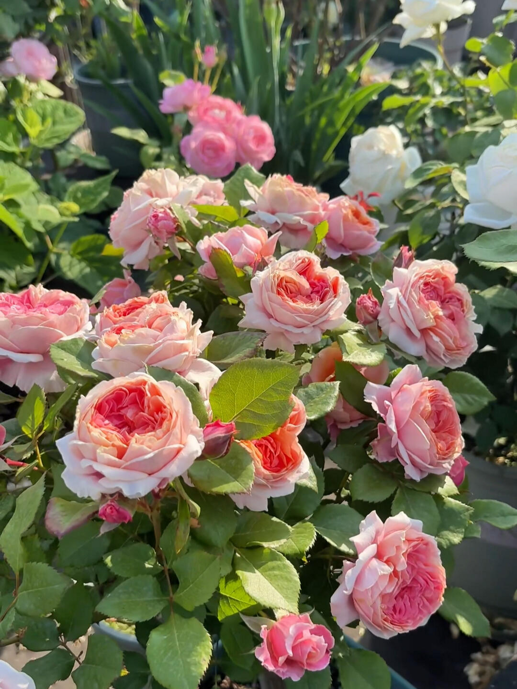 'Xingchen' Shrub Rose