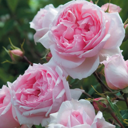 The Wedgwood Rose® (AUSjosiah) David Austin® Climbing Rose Brush Live Plant, 3-5 gallon