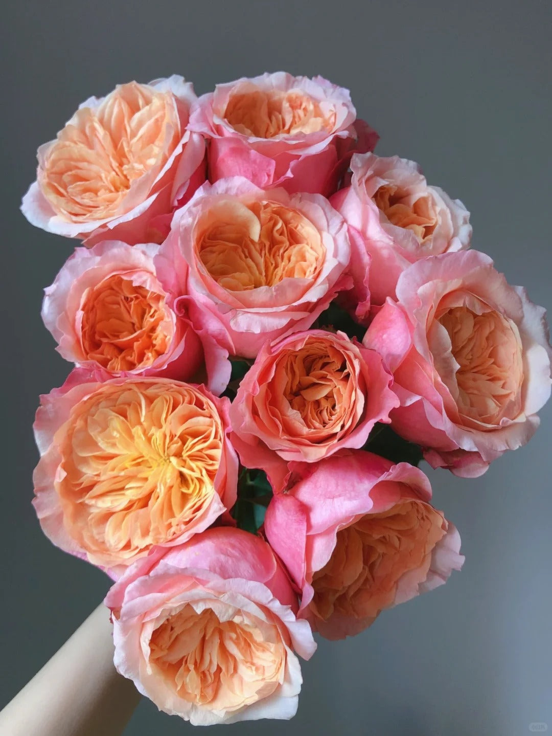 'Victorian Peach' Shrub Rose