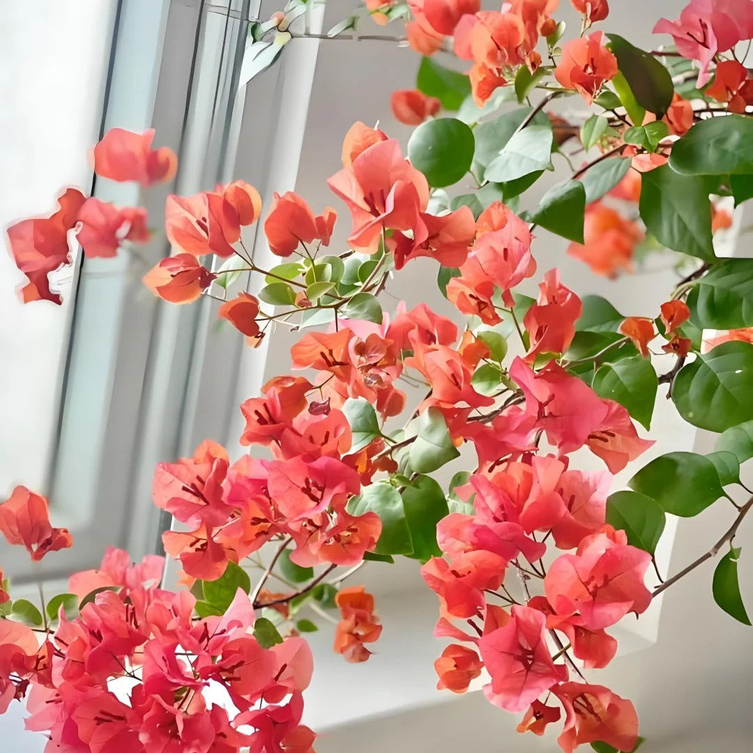 Bougainvillea 'Sundance'