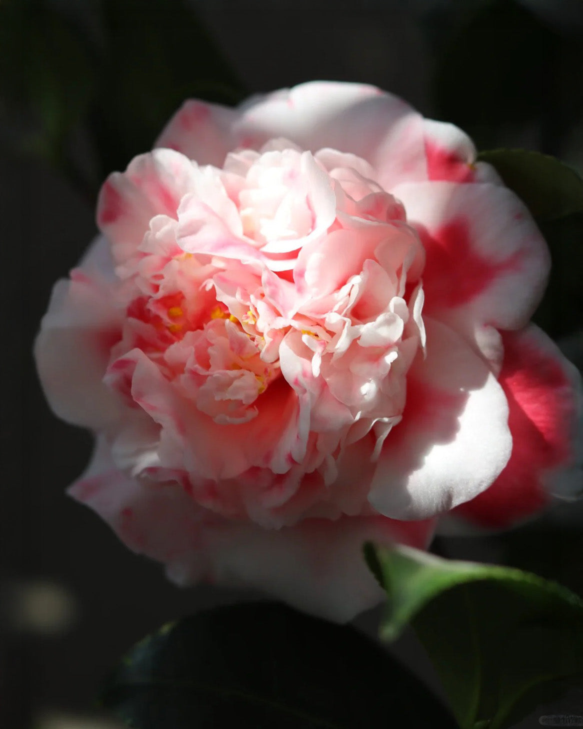'Yutianshi' Camellia