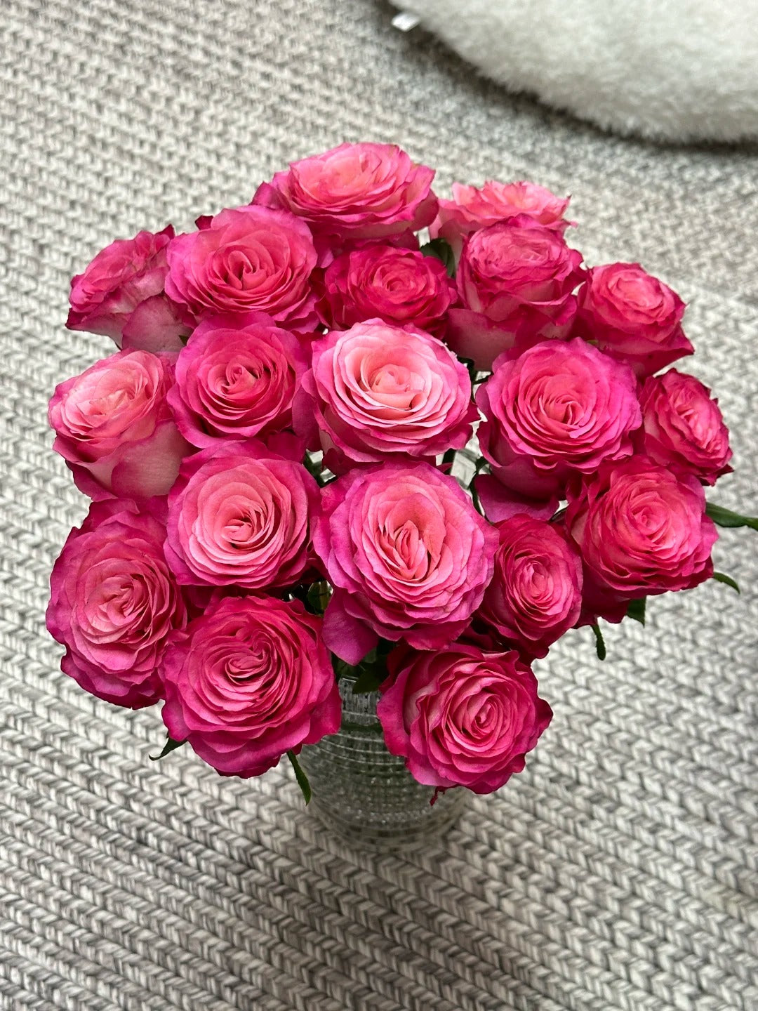 'Carmen' Shrub Rose