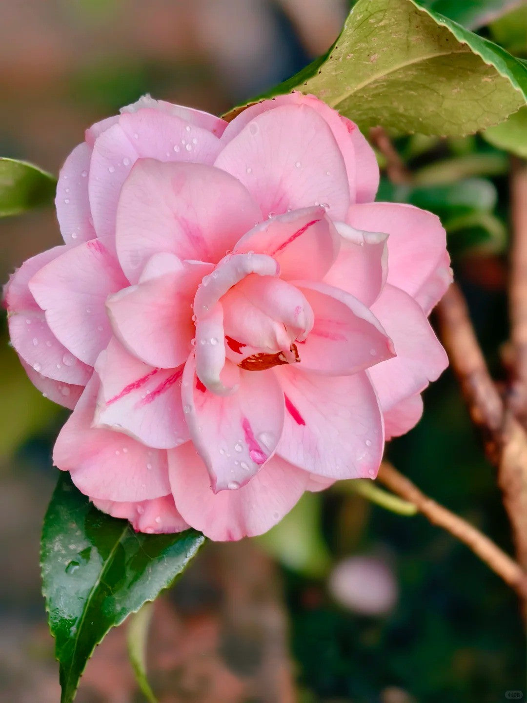 'Tsugawa-shibori' Camellia